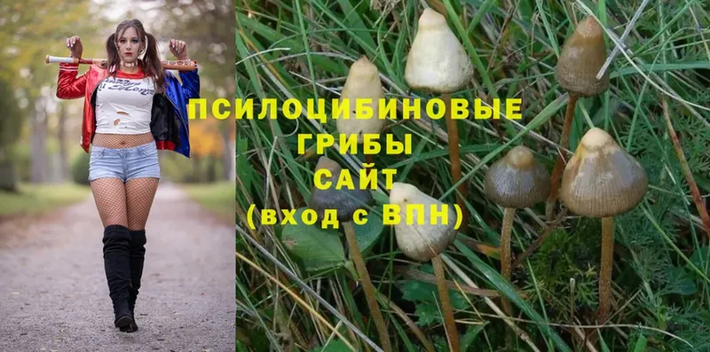 где купить   Краснознаменск  Псилоцибиновые грибы Magic Shrooms 